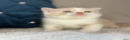 British Shorthair cats for sale: British Shorthair kittens for sale  - Advert 9