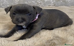Staffordshire Bull Terrier dogs for sale: Blue Eyes Staffordshire Bull Terriers. - Image 2