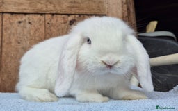 Mini Lop rabbits for sale: Blue eyed white mini lop buck  - Image 2