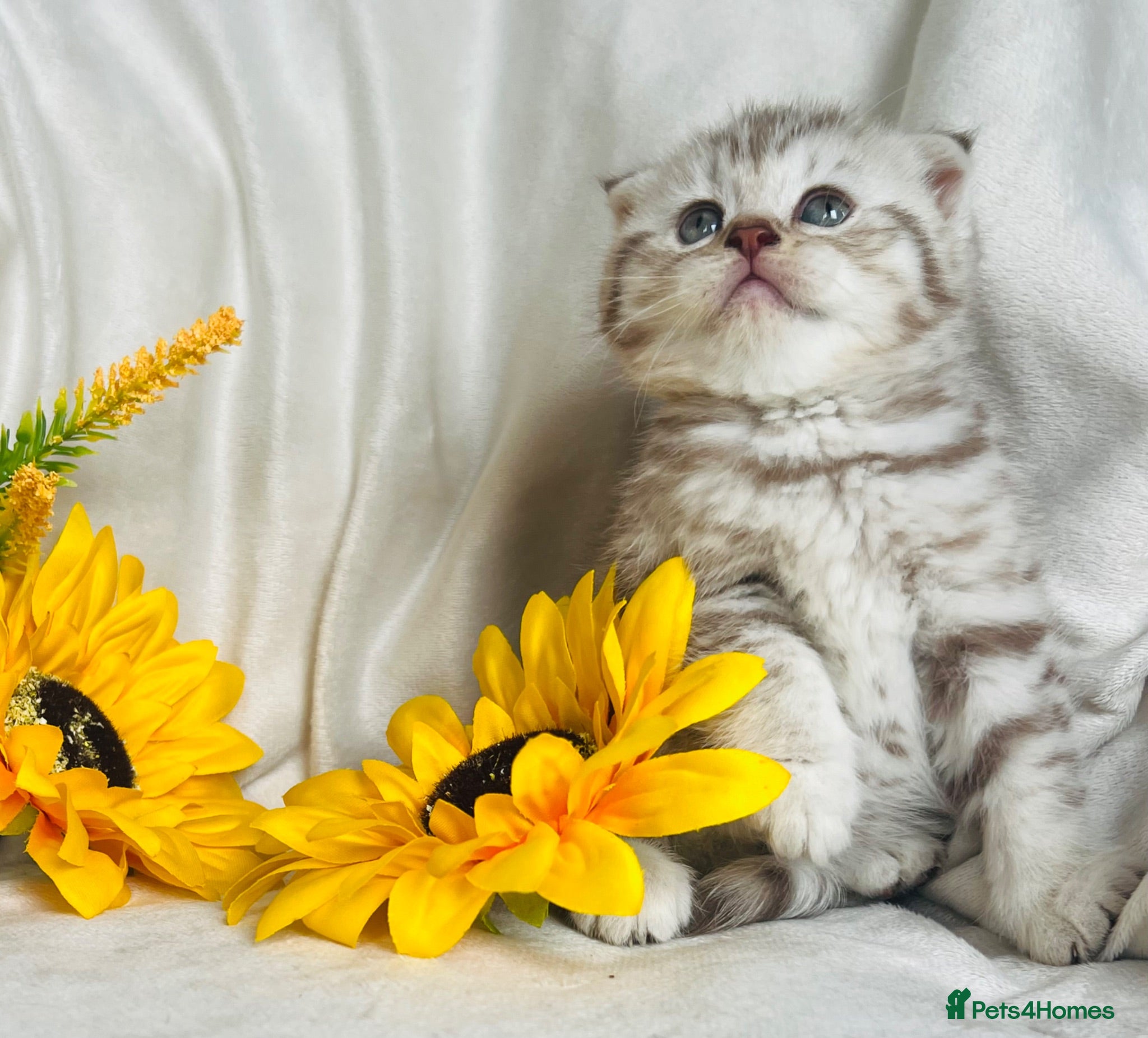 British Shorthair cats Rare chocolate spotty kittens - Advert 1