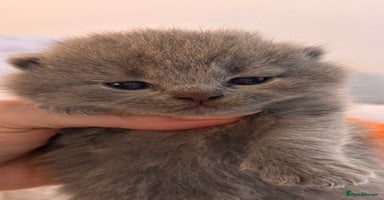British Shorthair cats - Advert 5
