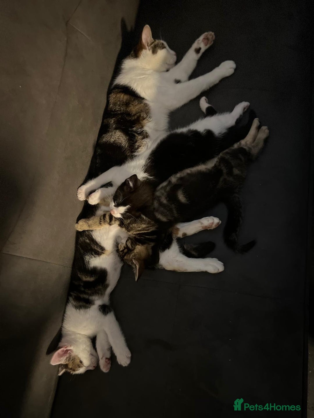 Domestic Shorthair cats for sale:  Beautiful tabby x British Short Hair ready - Advert 15