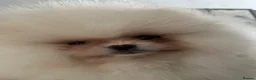 Pomeranian dogs for sale:     Luxury White Pomeranian Puppies  - Advert 13