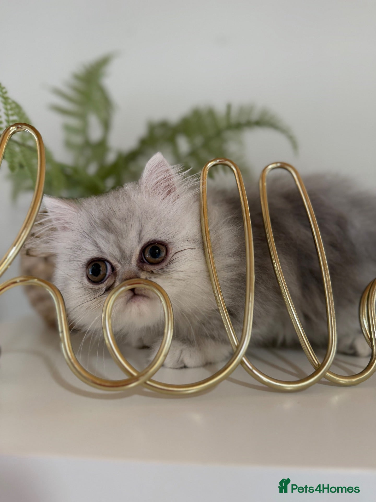 Persian cats Persian kittens  - Advert 5