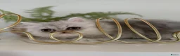 Persian cats for sale: Persian kittens  - Advert 1