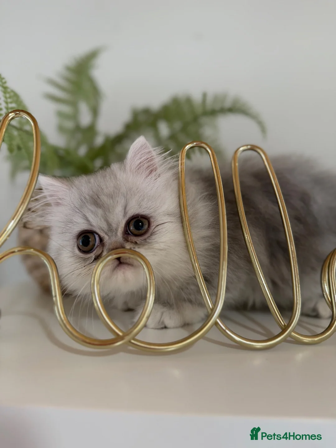 Persian cats for sale: Persian kittens  - Advert 1