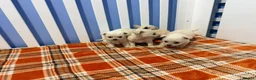 Chihuahua dogs for sale: Chihuahua puppies  in Glasgow - Advert 5