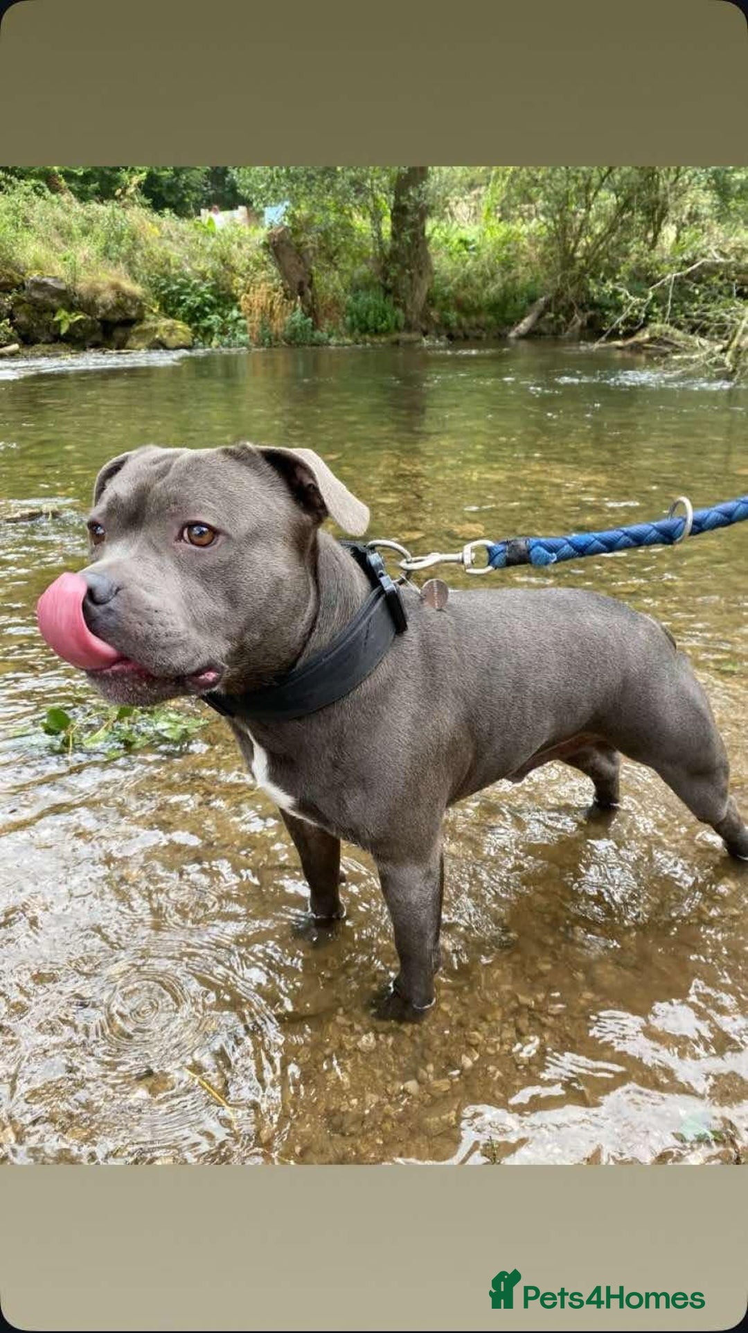 Staffordshire Bull Terrier dogs for stud: KC REGISTERED BLUE STAFFORDSHIRE TERRIER  in Burton-on-Trent - Image 12