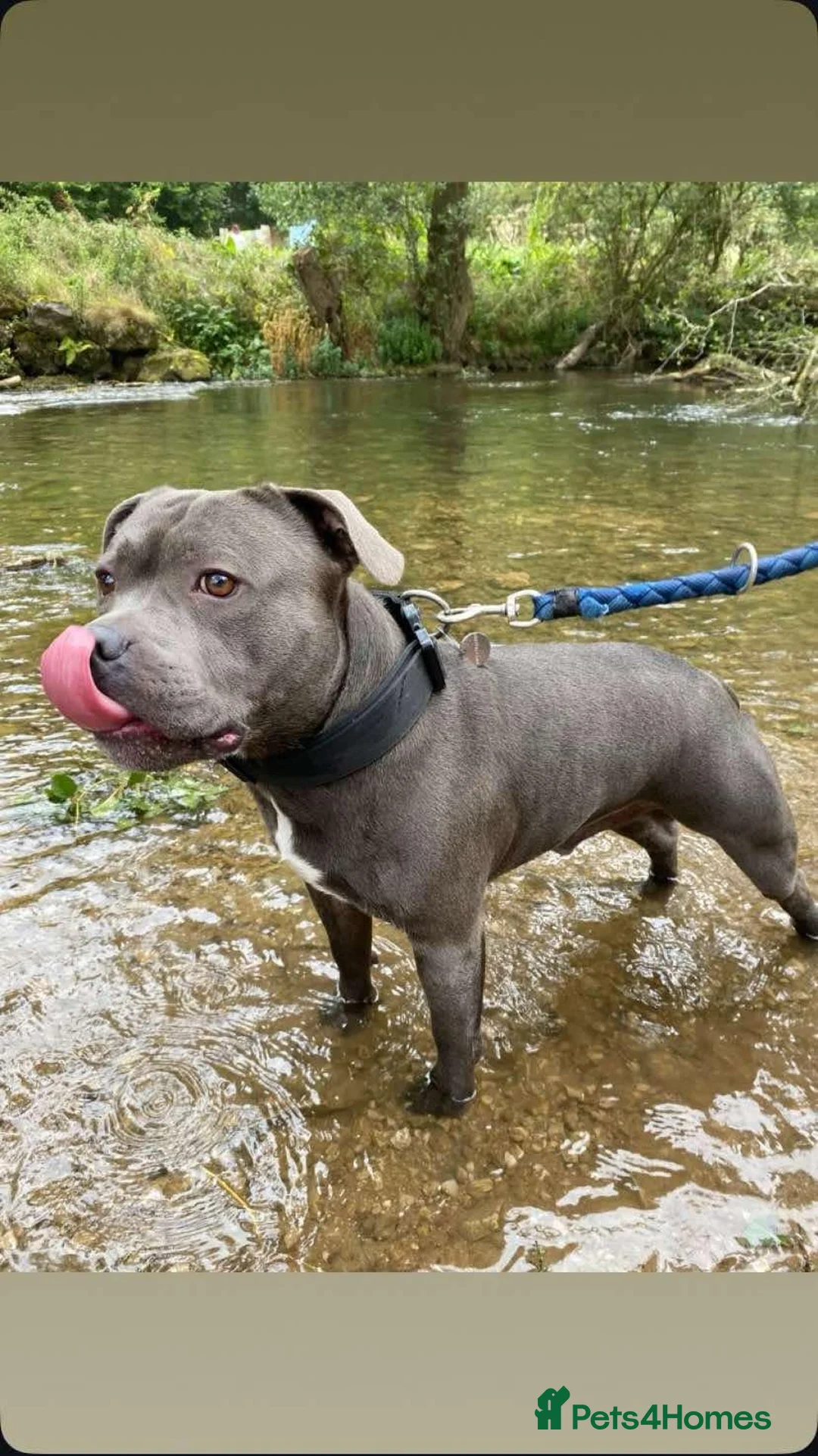 Staffordshire Bull Terrier dogs for stud: KC REGISTERED BLUE STAFFORDSHIRE TERRIER  in Burton-on-Trent - Advert 12