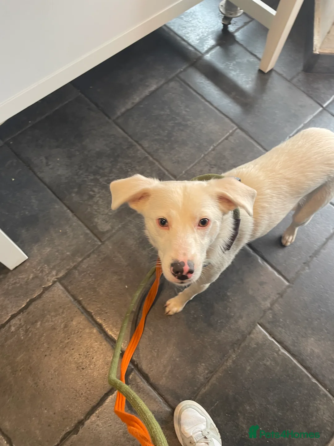 Mixed Breed dogs for adoption: Meet Clove, currently residing in Cheshire  - Advert 15