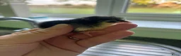 Chickens poultry for sale: Worlds smallest Chickens Seramas - Advert 1