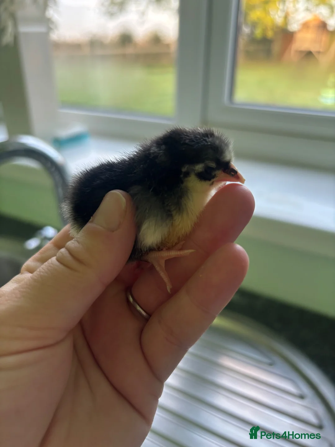 Chickens poultry for sale: Worlds smallest Chickens Seramas - Advert 1