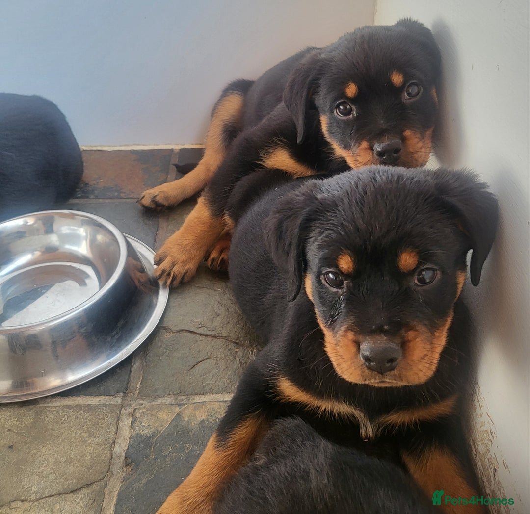 Rottweiler dogs for sale: Chunky Rottweiler Puppies  - Image 34