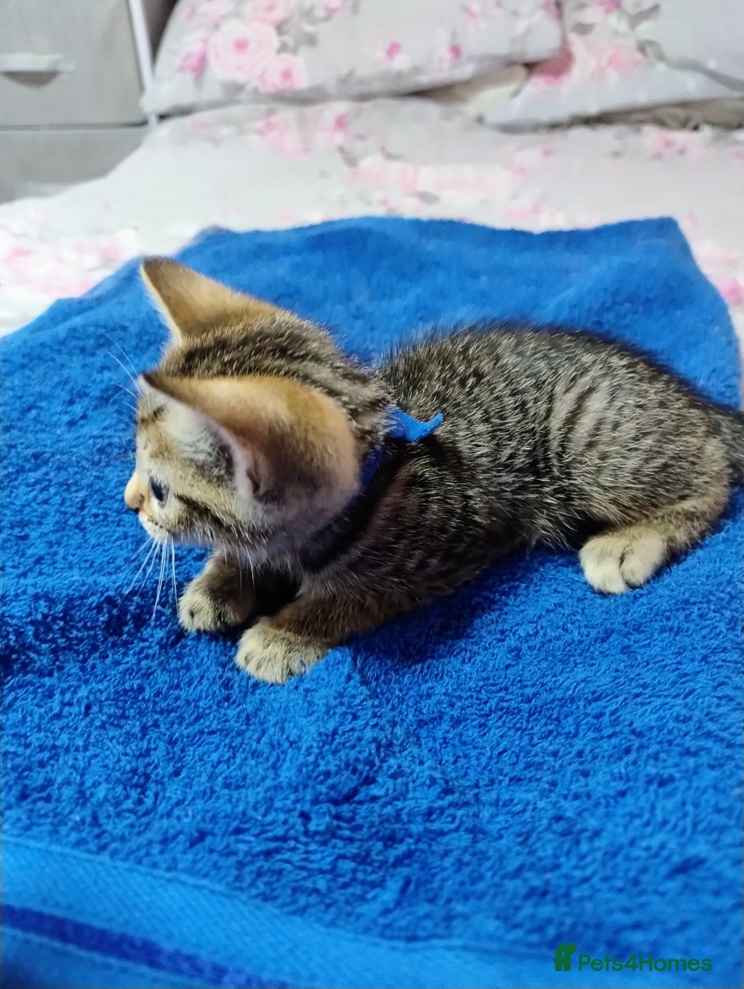 Mixed Breed cats for sale: Stunning kittens - Image 9