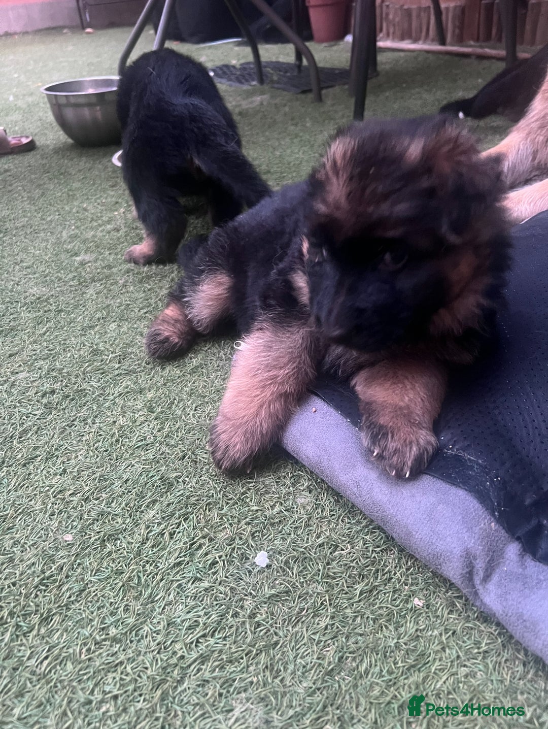 German Shepherd dogs for sale: Czech long hair German shepherd  - Image 3