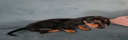 Miniature Dachshund dogs for sale: Mini Dachshund Girl - Advert 3