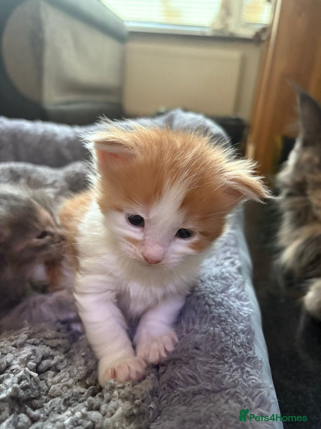Maine Coon cats for sale: 2 male maincoons for sale  - Advert 2