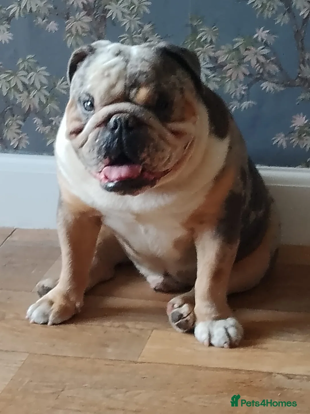 English Bulldog dogs for sale: English bulldog male - Advert 1