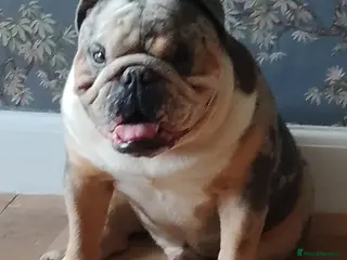 English Bulldog dogs English bulldog male - Advert 1