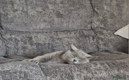 British Shorthair cats for sale: British Shorthair Cats for sale - Image 15