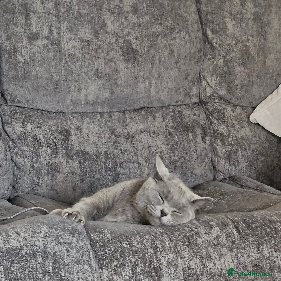 British Shorthair cats for sale: British Shorthair Cats for sale - Image 15