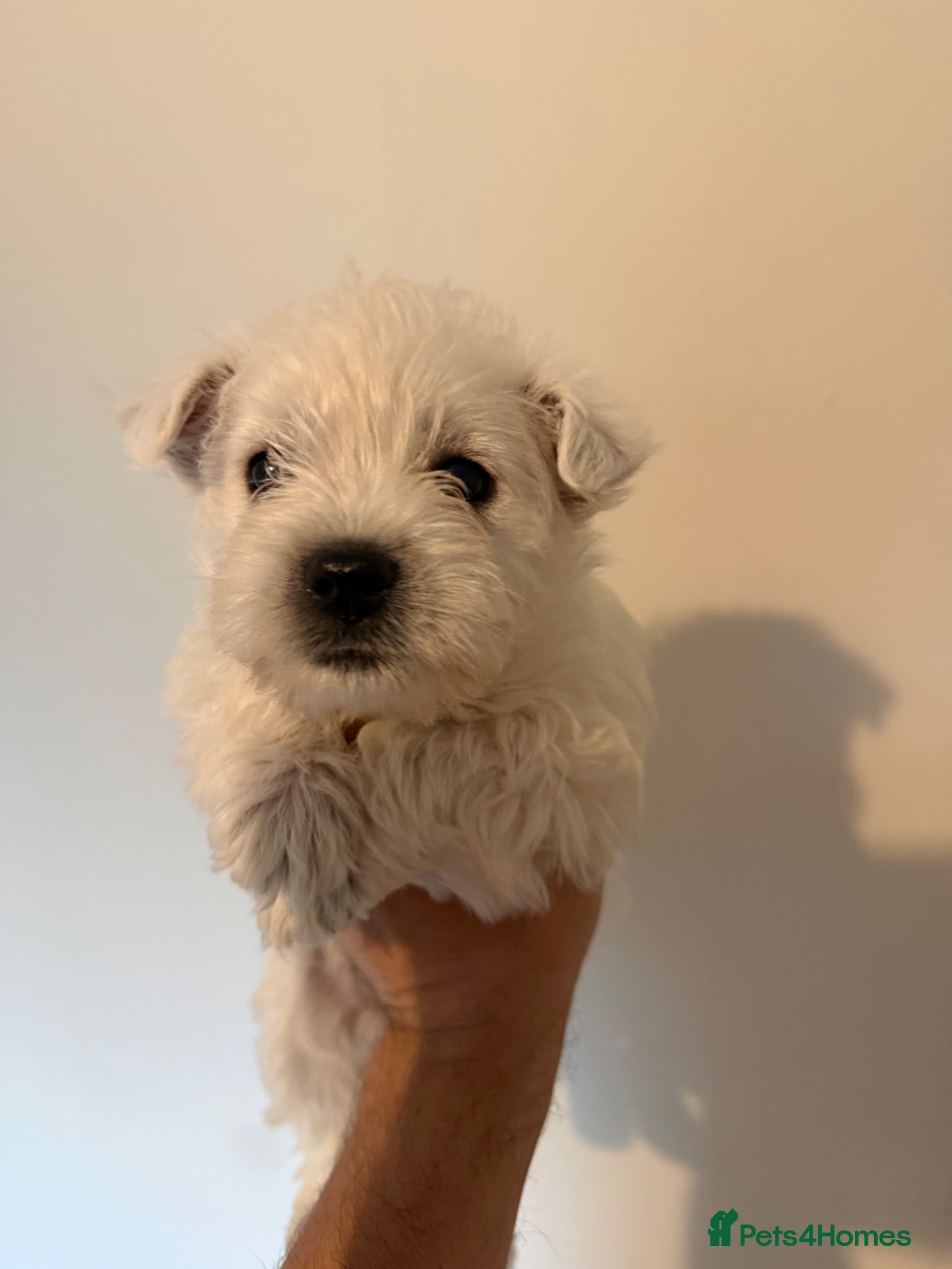 West Highland Terrier dogs for sale: Beautiful Westies - Advert 8