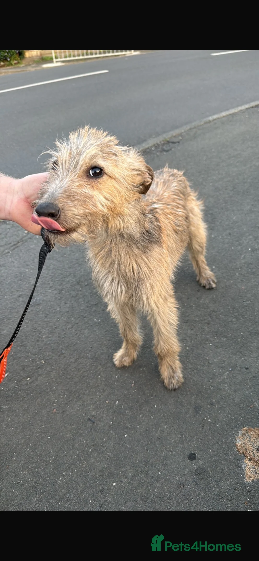 Mixed Breed dogs for sale: Beddy whippet x Whippet dog - Advert 1