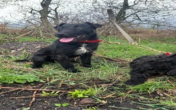 Patterdale Terrier dogs for sale: Patterdale pups for sale  - Image 5