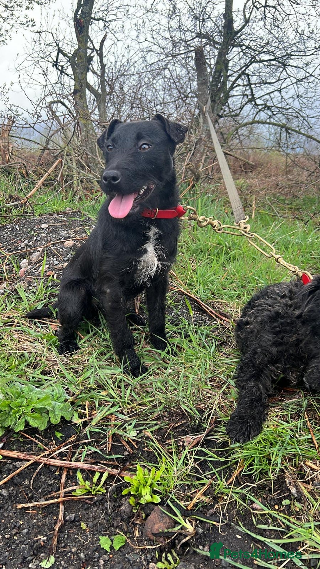 Patterdale Terrier dogs for sale: Patterdale pups for sale  - Image 5