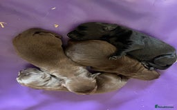 Labrador Retriever dogs for sale: LABRADOR PUPPIES 5 GEN ENHANCED PEDIGREE  - Image 11