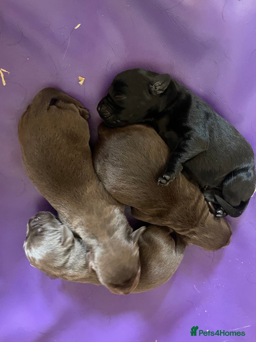 Labrador Retriever dogs for sale: LABRADOR PUPPIES 5 GEN ENHANCED PEDIGREE  - Image 11