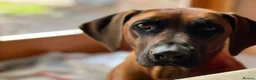 Rhodesian Ridgeback dogs for sale: Rhodesian Ridgebacks: Exceptional, 4th Generation - Advert 35