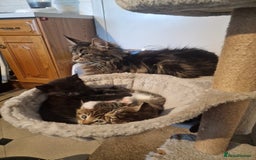 Maine Coon cats for sale: Gorgeous Maine Coon cross Bengal Kittens  - Image 9