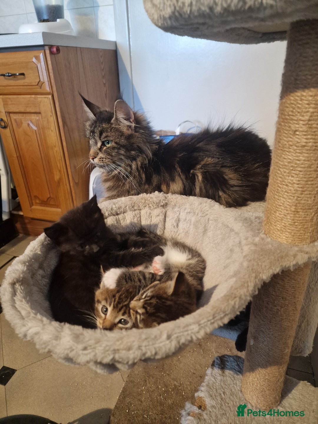 Maine Coon cats for sale: Gorgeous Maine Coon cross Bengal Kittens  - Image 9