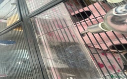 Chinchilla rodents for sale: 2 Female Chinchillas and Full set up!  - Image 11