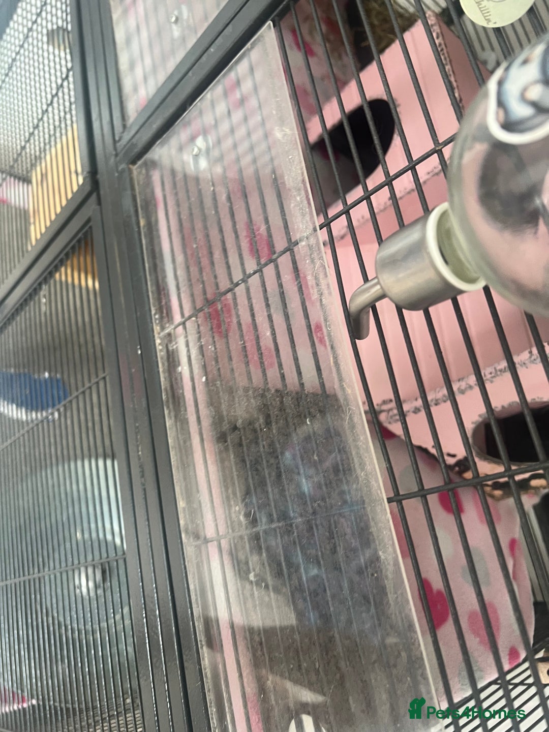 Chinchilla rodents for sale: 2 Female Chinchillas and Full set up!  - Image 11