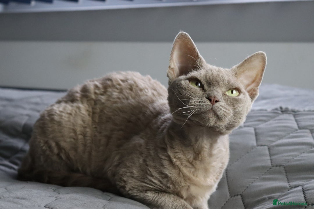 Devon Rex cats for sale: Devon Rex beautiful and healthy girl 2 years old  - Advert 6