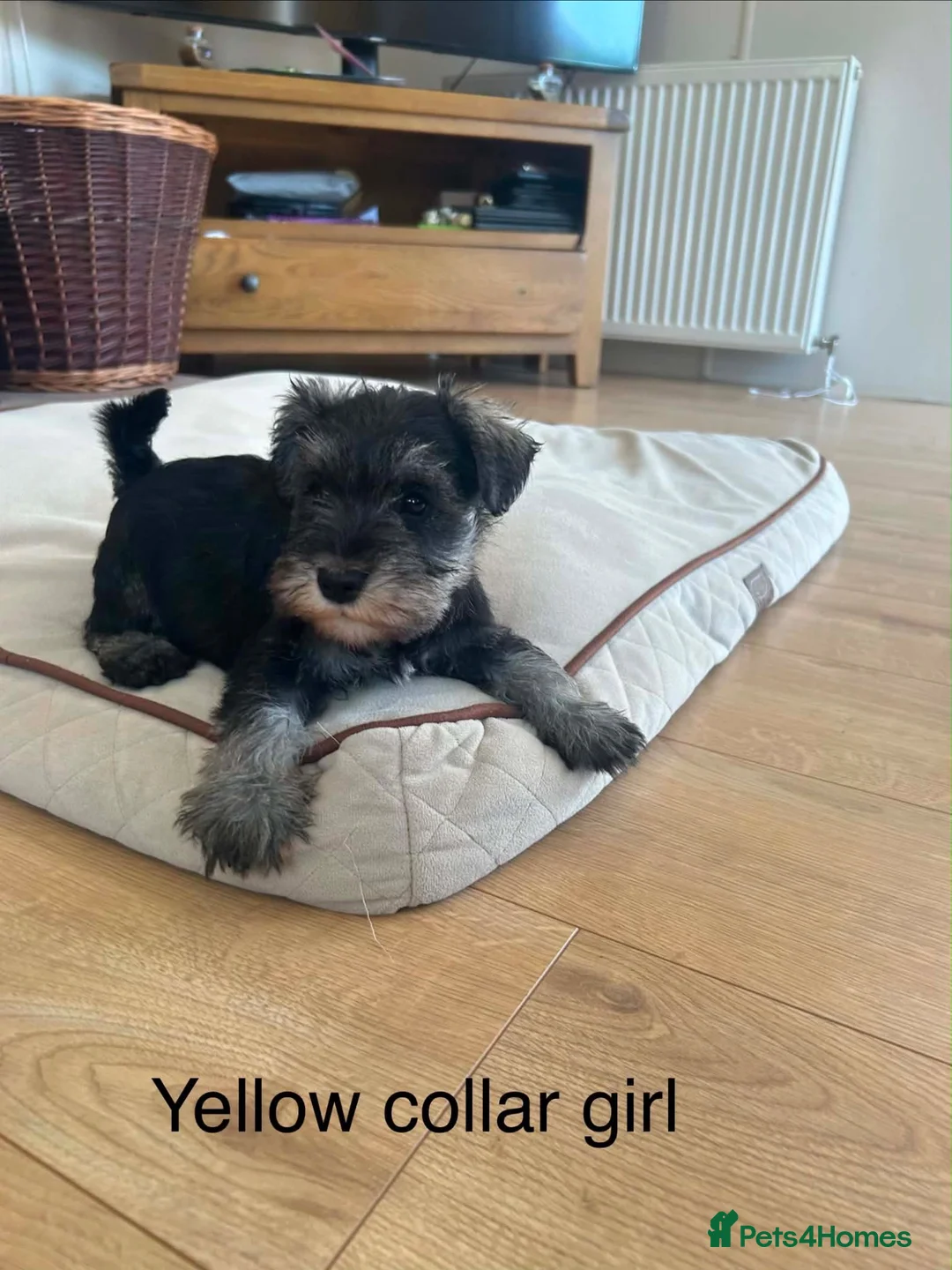 Miniature Schnauzer dogs for sale: Pedigree miniature schnauzers  - Advert 1