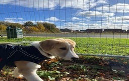 Mixed Breed dogs for sale: 💛🐾 Lovely Lisa 🐾💛 - Image 6