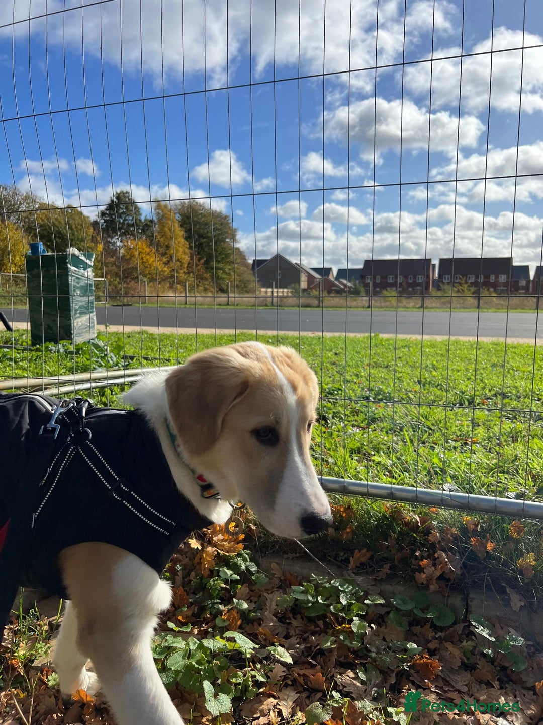 Mixed Breed dogs for sale: 💛🐾 Lovely Lisa 🐾💛 - Image 6