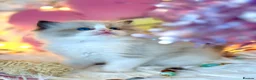 Ragdoll cats for sale: Pedigree show quality kitten Ragdolls 💝 - Advert 8