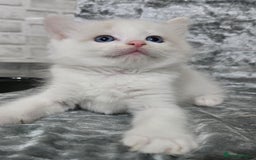 Ragdoll cats for sale: STUNNING RAGDOLL MALE KITTENS - Image 14