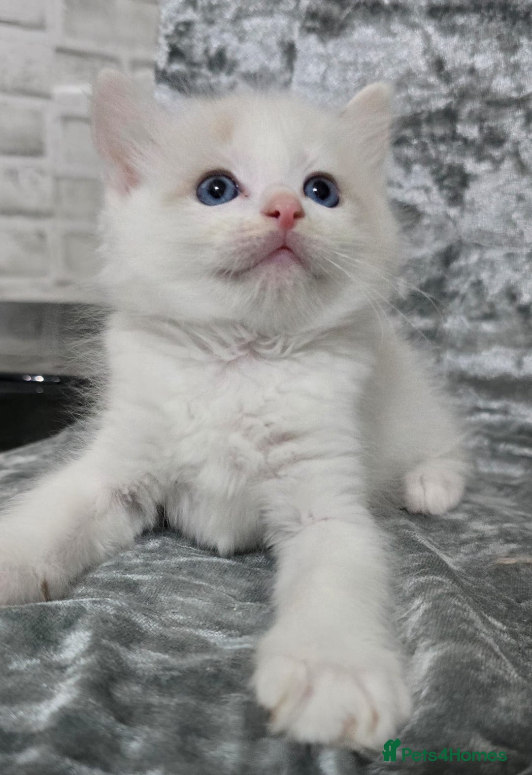 Ragdoll cats for sale: STUNNING RAGDOLL MALE KITTENS - Image 14