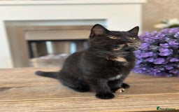 Mixed Breed cats for sale: British shorthaired cross kittens  - Image 5