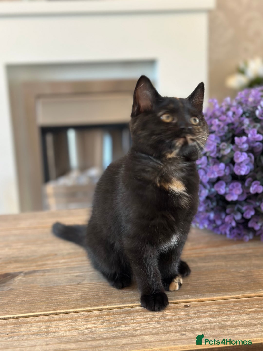 Mixed Breed cats for sale: British shorthaired cross kittens  - Image 5
