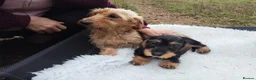 Dachshund dogs for sale: Minature wired hair dachshund male  in Monmouth - Advert 7