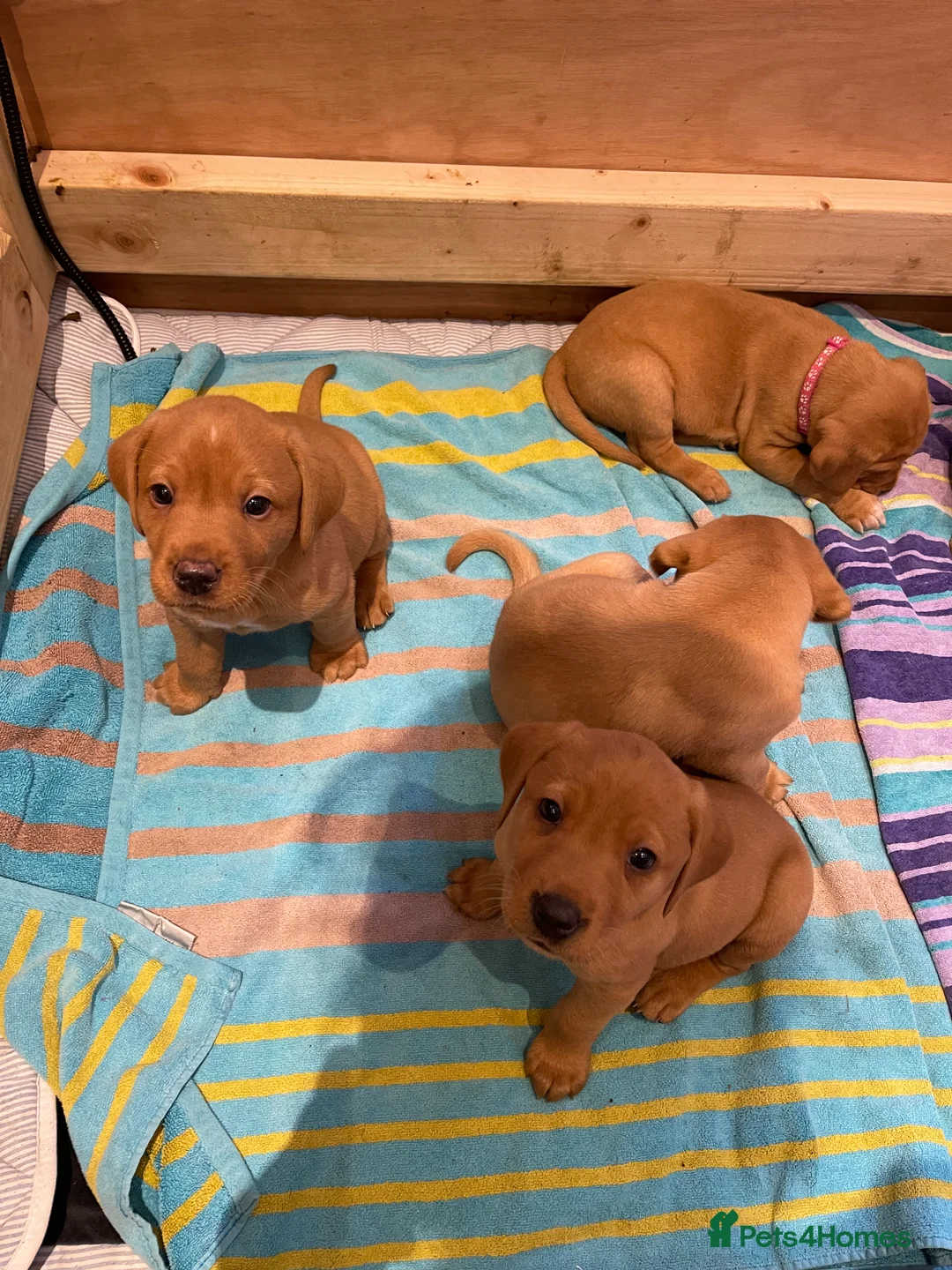 Labrador Retriever dogs for sale: Beautiful fox red labradors for sale in Leeds - Advert 1