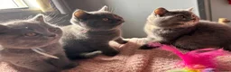British Shorthair cats for sale: British short /longhair gccf  kittens  - Advert 18
