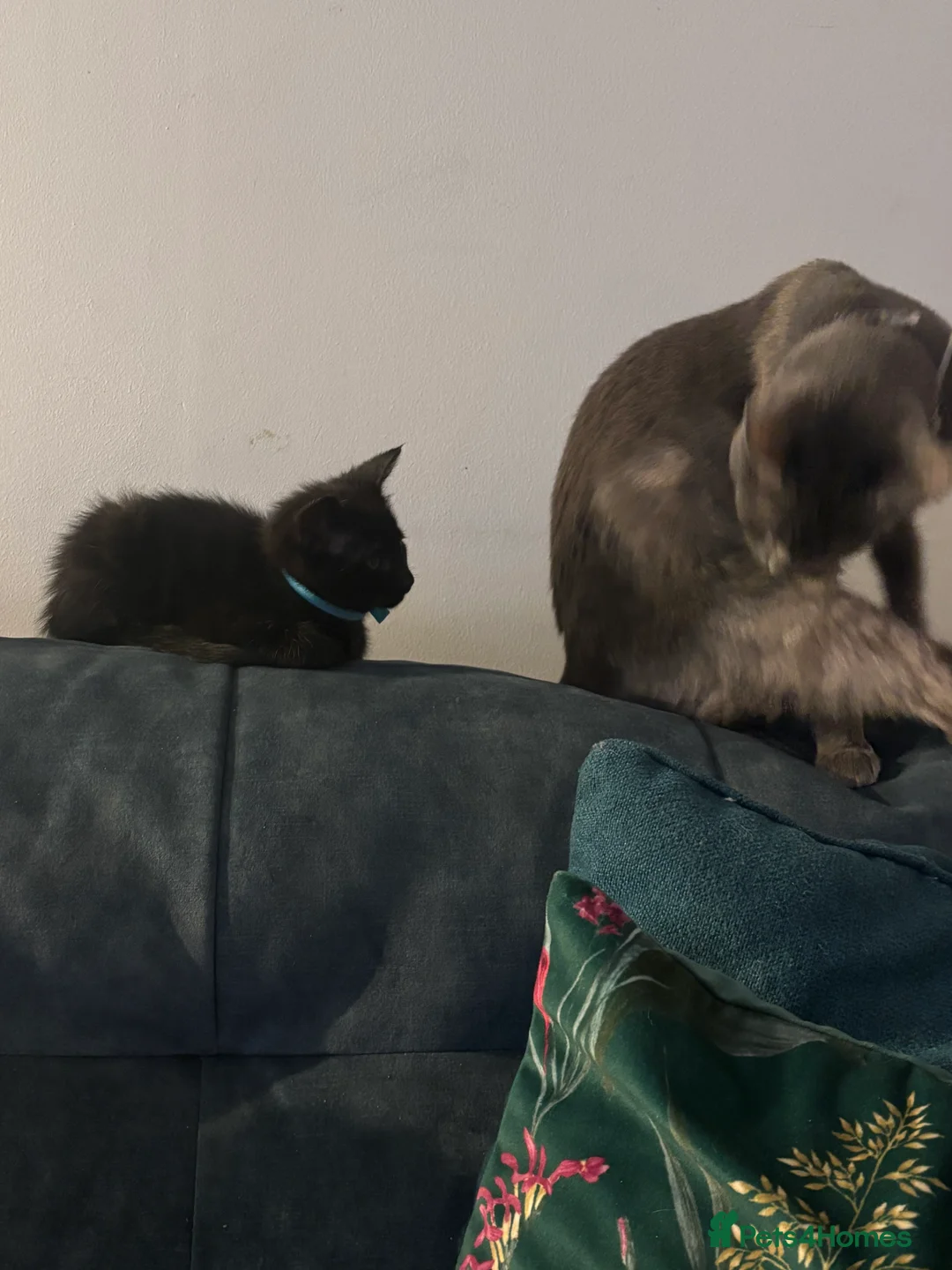 Mixed Breed cats for sale: 3 Gorgeous black kittens, 1 boy Left - Advert 7