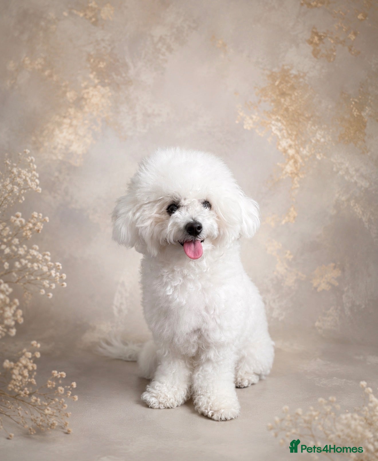 Bichon Frise dogs   Chico looking for a Loving Home - Advert 1